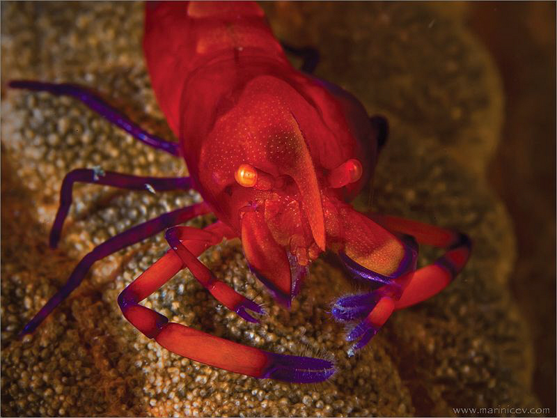 Emperor partner shrimp
Lembeh by Aleksandr Marinicev 