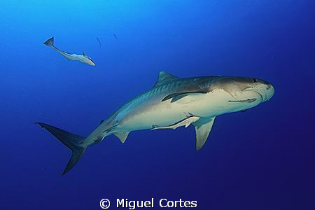 Tiger shark. by Miguel Cortes 