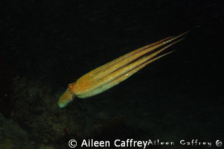 The Streak! Octopus gliding by during a night dive. Ojo d... by Aileen Caffrey 