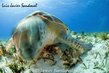 Turtle head movement trough slow shooter speed, hope you ... by Javier Sandoval 