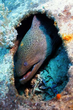 giant moray in a hole! by Paola Pallocci 