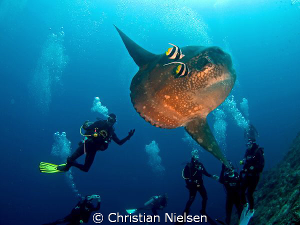 Good time. Hope the mola mola enjoyed it as much as the d... by Christian Nielsen 