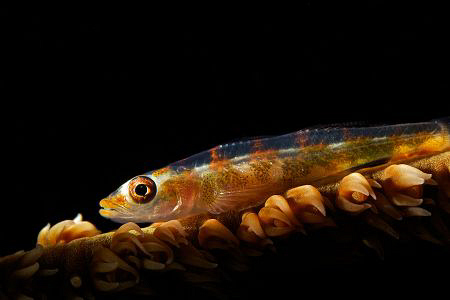 A whip coral goby lit up with a snoot. by Steve De Neef 