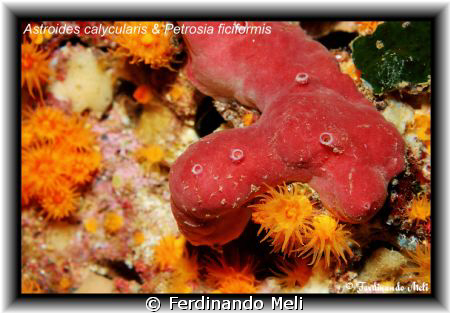 Astroides calycularis e Petrosia ficiformis. by Ferdinando Meli 