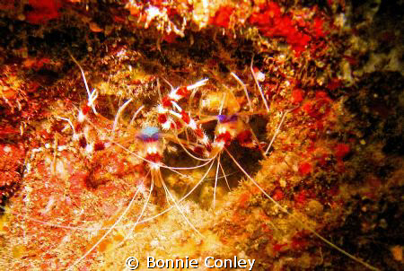 Banded Coral Shrimp seen in Grand Cayman August 2010.  Ph... by Bonnie Conley 
