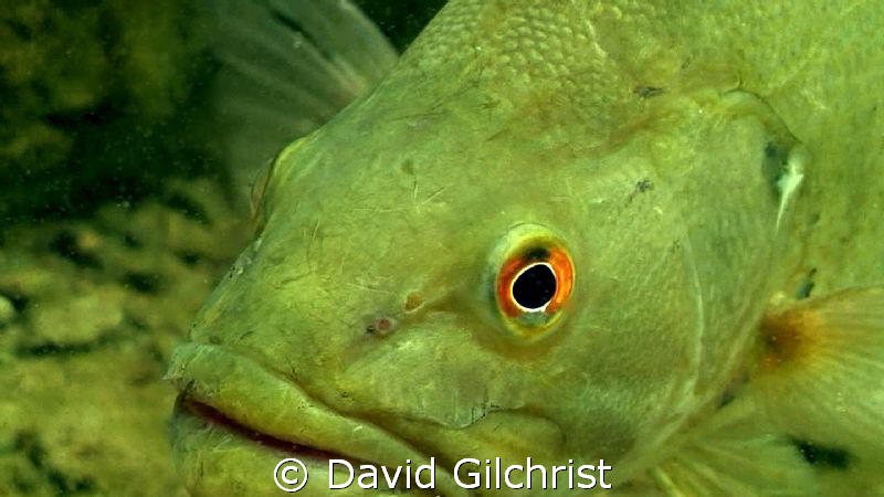 Don't get in my face! Bass encounter, Sherkston Quarry in... by David Gilchrist 