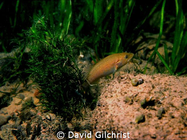 Hide and seek! Young bass sp. , Niagara River. by David Gilchrist 