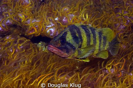Deep Reef Color. A Treefish drifts over a bed of Brittle ... by Douglas Klug 