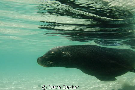 a local male sea-lion cruzing past by Dave Baxter 
