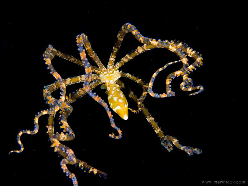 Mimic octopus by Aleksandr Marinicev 