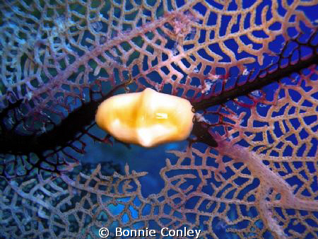 Flamingo Tongue on sea fan seen in Grand Cayman August 20... by Bonnie Conley 