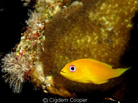 Juvenile Coral Hind Grouper. by Cigdem Cooper 