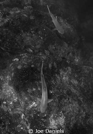 White Tip Reef Sharks - Canon 50d 10-22mm/f5.0, 1/1250 by Joe Daniels 