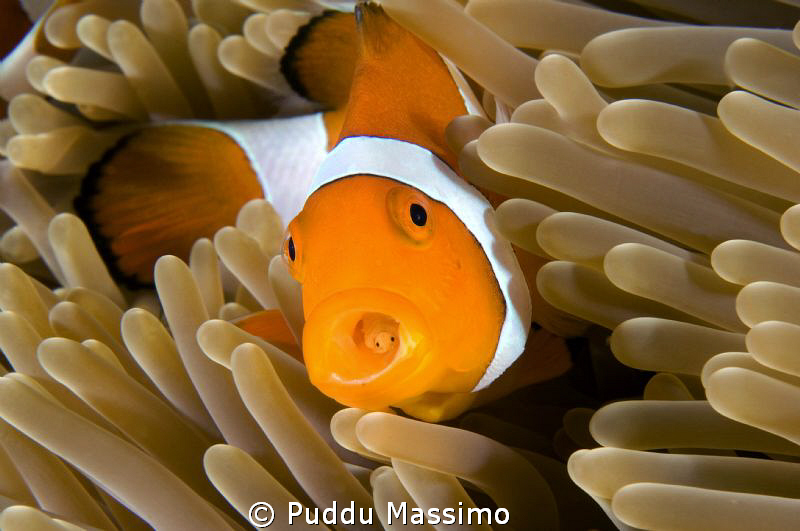 nikon d2x 60 mm macro,clownfish with parasite by Puddu Massimo 