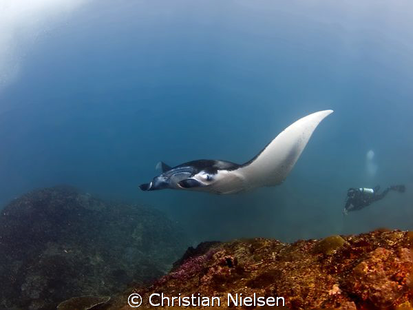 Grandeur. Beautiful manta ray and my friend Wayan. Manta ... by Christian Nielsen 