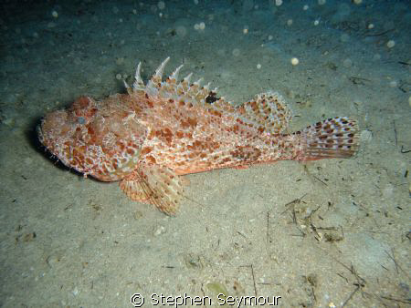 Great rockfish taken in Fuerteventura Canary Island by Stephen Seymour 