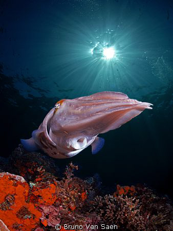 Big cuttle fish by Bruno Van Saen 