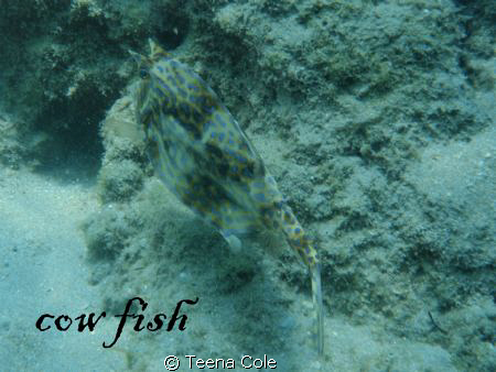 This cowfish was photographed with an Olympus 8000 snorke... by Teena Cole 