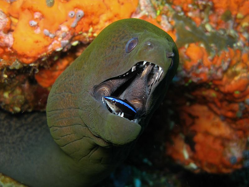 Brave cleaner wrasse swimming inside Giant Moray's mouth ... by Brian Mayes 