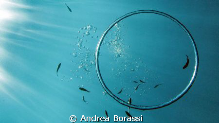 Lying at 12 meters, in apnea, creating o-ring bubbles wit... by Andrea Borassi 