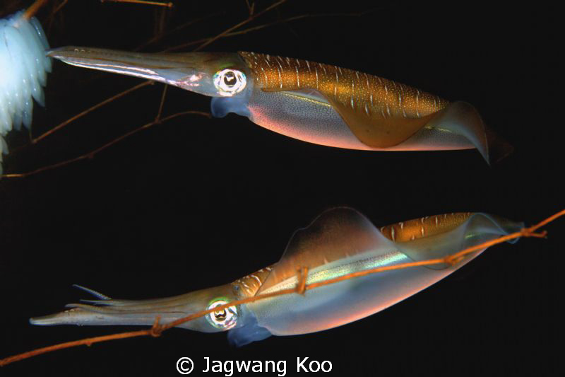 Squids by Jagwang Koo 