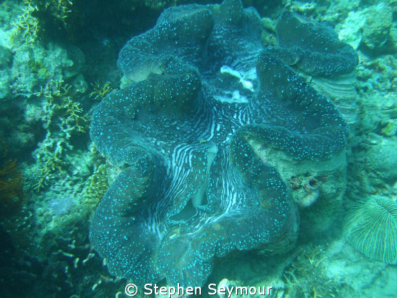 Giant clam by Stephen Seymour 