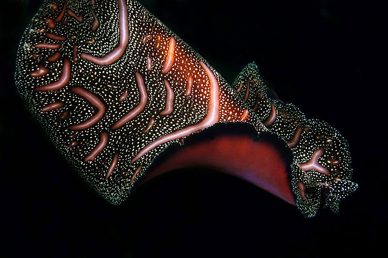 Swimming flatworm. Tulamben, Bali by Doug Anderson 