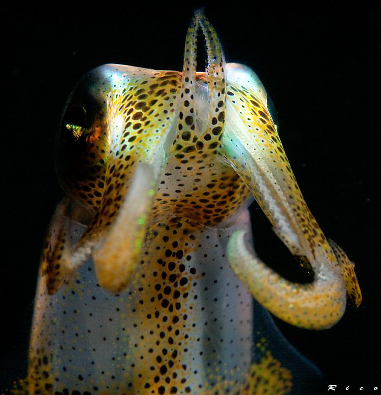 "don't come any closer !" Juvenile squid ( 8 cm ) shows m... by Rico Besserdich 