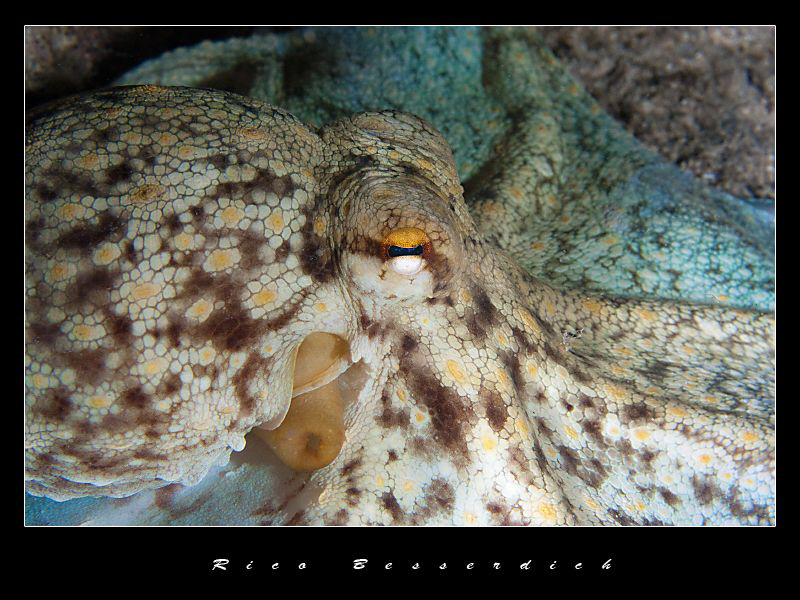 Octopus vulgaris ( common octopus ) spreading his "wings"... by Rico Besserdich 