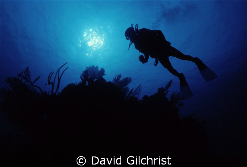 Diver Silhouette/Cayman Reef-Diver hovers over the edge o... by David Gilchrist 