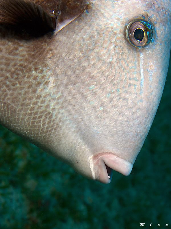 Triggerfish face ;-) by Rico Besserdich 