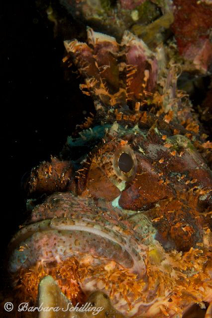 Scorpionfish posing for me by Barbara Schilling 