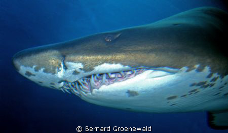Close encounter with friendly shark by Bernard Groenewald 