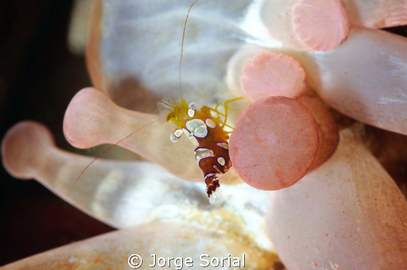 Thor amboinensis, the "sexy shrimp", resting on an anemone by Jorge Sorial 