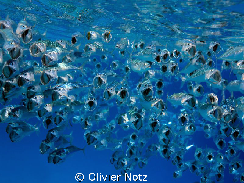 allways funny to watch them swimming with their wide open... by Olivier Notz 