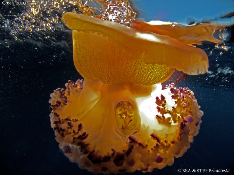 Jellyfish (Cotylorhiza tuberculata) by Bea & Stef Primatesta 