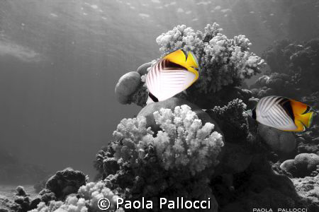 two butterflyfish from Red Sea by Paola Pallocci 