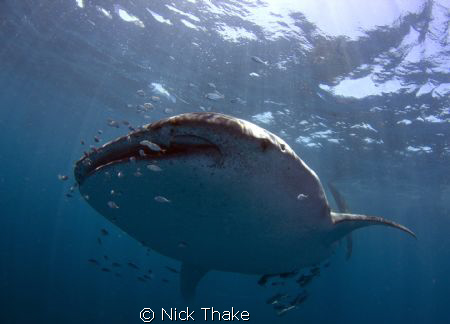 A large Shark Bay Whale Shark comes in for a look! by Nick Thake 