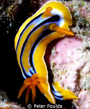 Nudi by Peter Foulds 