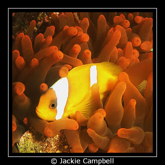 Clown fish in neon anenome........
Canon ixus 980, singl... by Jackie Campbell 