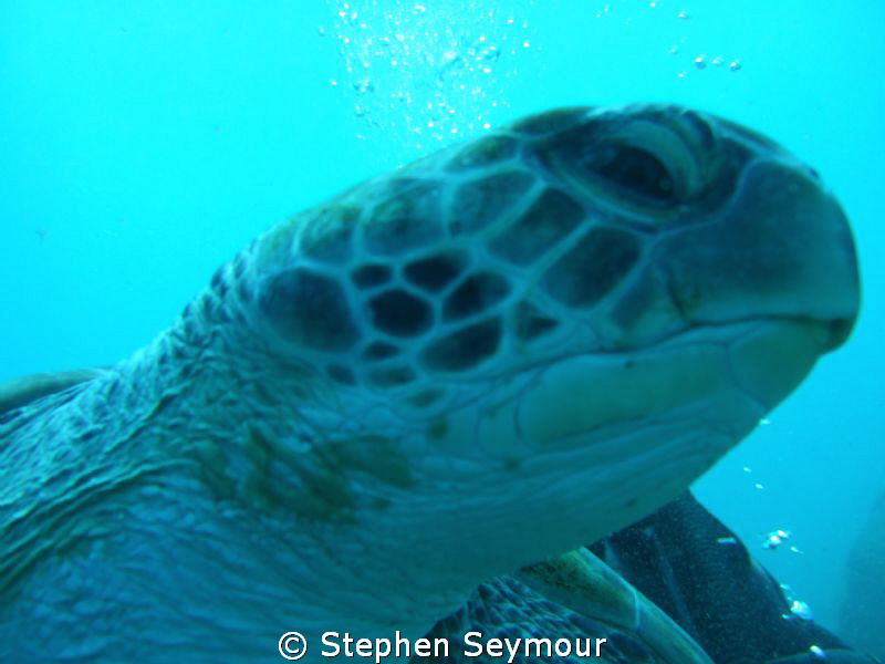 Turtle by Stephen Seymour 