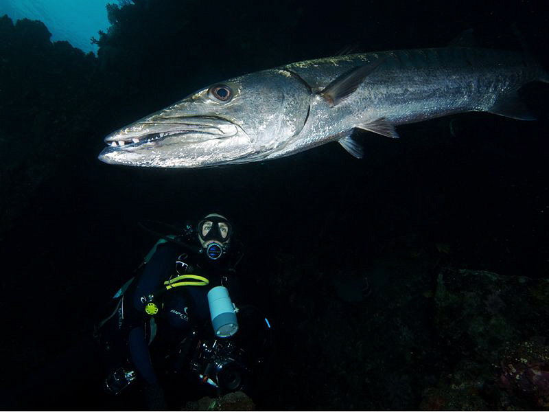 Diver and Great Barracuda. Tulamben, Bali by Doug Anderson 
