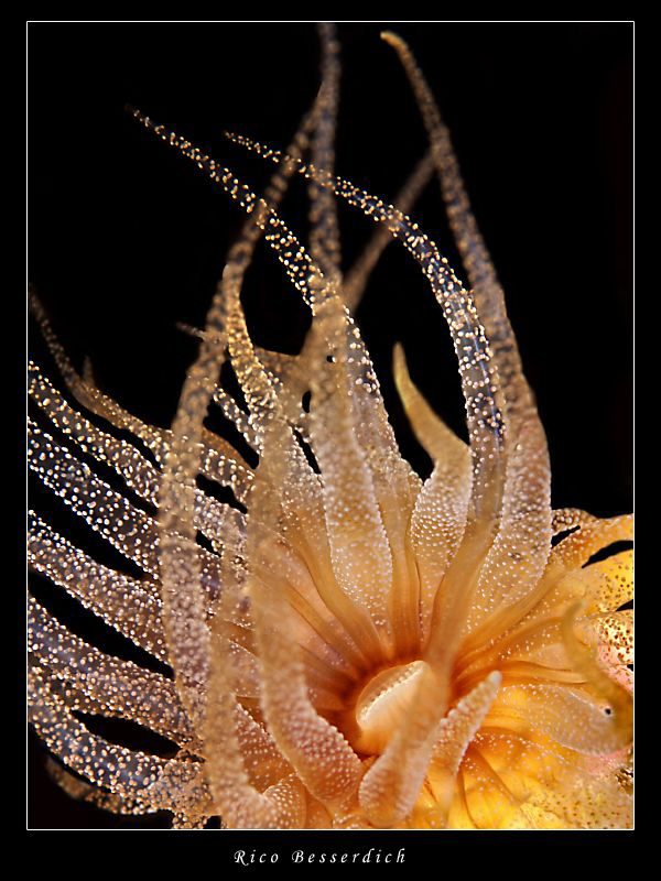 A close view to a sea-anemone ( nightdive ) by Rico Besserdich 