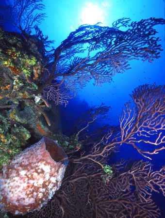 Bahamas Coral Reef (Nikon F4, 18mm/3.5, Aquatica housing,... by Andrew Dawson 