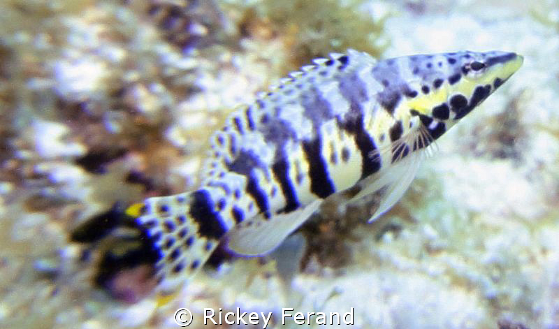 Harlequin Bass, John Pennekamp Coral Reef State Park, Key... by Rickey Ferand 