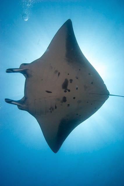 Manta Ray against the sun by Barbara Schilling 
