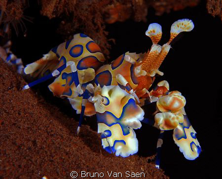 Probably one of the most Harlequin shrimps captured on pi... by Bruno Van Saen 