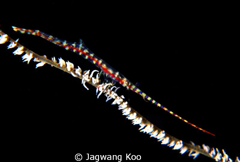Saw Blade Shrimp by Jagwang Koo 