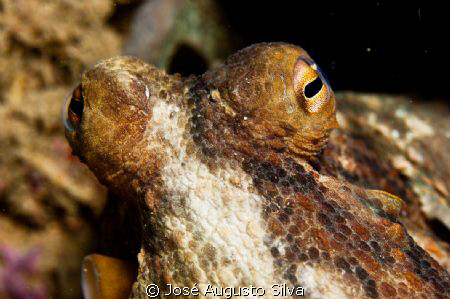 octopus looking ,taken with d700 nikon and 105 nikon lens by José Augusto Silva 