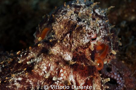 Macro of octopus by Vittorio Durante 